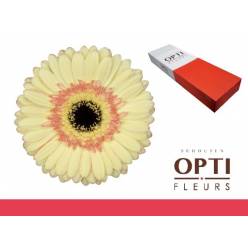 Gerbera Hol. Cartizze "T25" (7 Dias - 2)