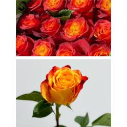 Rosa Ecu. Atomic 50cm Nj. (7 Dias - 2)