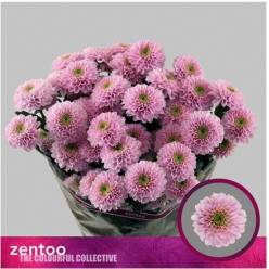 Margarita Hol. Letsgo Pink 70gr Rs. (7 Dias - 2)