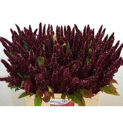 Amaranthus Hol. Rood 60cm Rj. (7 Dias - 2)