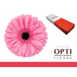 Gerbera Hol. Tyler "T25" (7 Dias - 2)