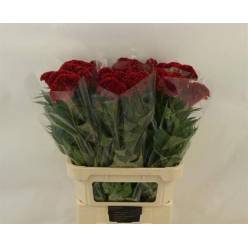 Celosia Cresta Flashing 75cm (7 Dias - 2)