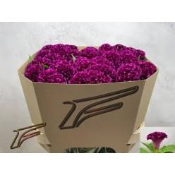 Celosia Cresta Mystic 80cm (7 Dias - 2)