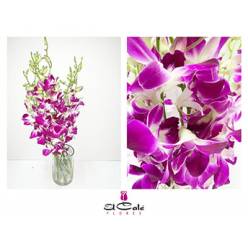 Dendro Galaxy 55cm XL (7 Dias - 2)