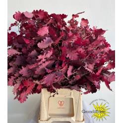 Roble Eichen Estabilizado Ciclamino 70cm 200gr