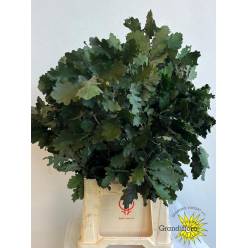 Roble Eichen Estabilizado Green 70cm 200gr