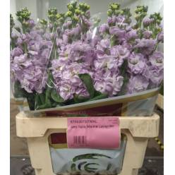 Aleli Italia Marine Lavander 50cm
