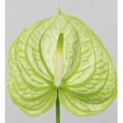 Anthurium Hol. Extase Bicolor  "CC14"