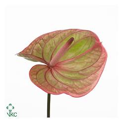 Anthurium Hol. Marijke "CC10"