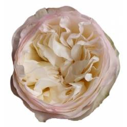 Rosa Ecu. Aurora Blush 50cm