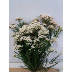 Flor de Arroz Ecu. Victoria White 50cm