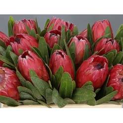 Protea Red Ice 60cm