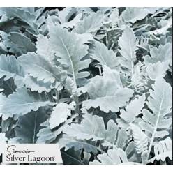 Senecio Silver Lagoon 50cm