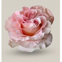 Rosa Ecu. Powder Puff 70cm