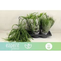 P. Rhipsalis Mix. 17/25cm x6