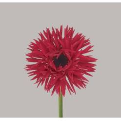 Gerbera Mini Hol. Gerspider Punki Arthur "T20"