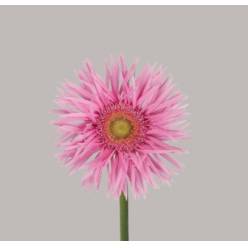Gerbera Mini Hol. Gerspider Punki May "T20"