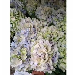 Hortensia Hol. Verena Blue Classic 80cm 16/20