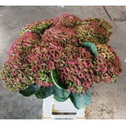 Hortensia Hol. Amethyst Classic 65cm �18/20