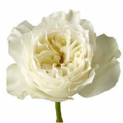 Rosa Ecu. Mayra's White 70cm