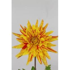 Dalia Hol. Striped Vulcan 60cm "CC20" Nj.