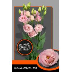 Lisiantus Hol. Rosita Bright Pink 70cm 55gr "Waalzicht"