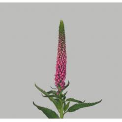 Veronica Smart Iselle 50cm "T25" Rs.