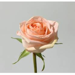 Rosa Ecu. Tiffany 60cm Sl. (7 Dias - 2)