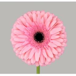 Gerbera Hol. Estrella "T25" (7 Dias - 2�)