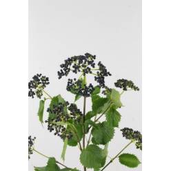 Viburnum Blue berry  55cm