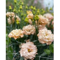 Lisiantus Italia Celeb Apricot 70cm
