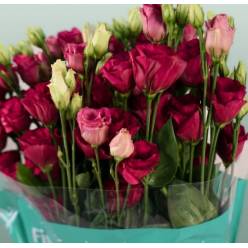 Lisiantus Italia Arosa Red 70cm
