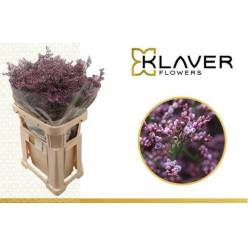 Limonium Hol. Piuma Sky 60cm 20gr 'T25' Lav.