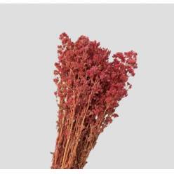 Oregano Preservado Rosa 45cm 80g