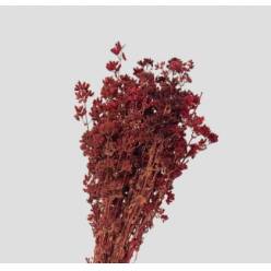 Oregano Preservado Burdeos 45cm 80g