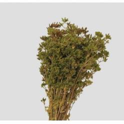 Oregano Preservado Verde 45cm 80g