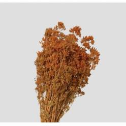 Oregano Preservado Ocre 45cm 80g