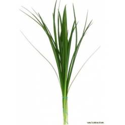 Lillygrass 65cm