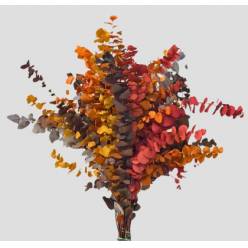 Eucalipto Estabilizado Hallowen 70cm