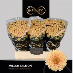 Santini Miller Salmon 1000gr "T25"