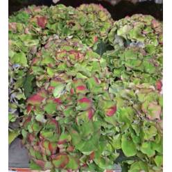 Hortensia Hol. Royal Palace Cl. 60cm 16/18 Rs.