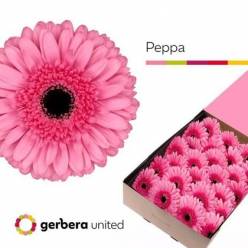 Gerbera Hol. Peppa Rs. "T25"