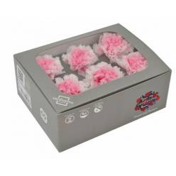 Clavel Preservado Bicolor (6 Cabezas) 5-6cm