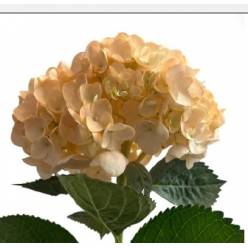 Hortensia Select Tint. Peach  60cm 15/16