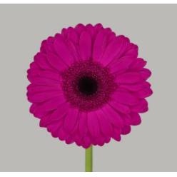 Gerbera Hol. Bon Dia "CC50"