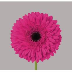 Gerbera Hol. Madeira Fu "CC50"