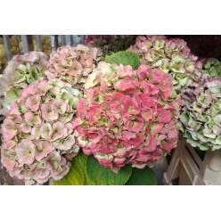 Hortensia Hol. My Heaven Clasic 60cm 16/18cm