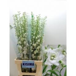 Delphinium Hol. Candle White Shades 90cm "T10"