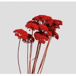 Achilea Seca Roja 65cm (10 Tallos)