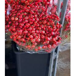 Bayas De Rosa Italia Roja 50cm